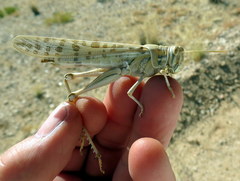 Schistocerca gregaria flaviventris