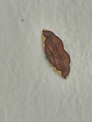 Nothomiza flavicosta