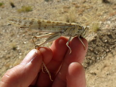 Schistocerca gregaria flaviventris