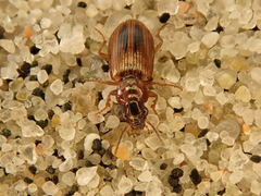 Dicheirotrichus placidus