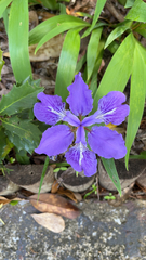 Iris tectorum