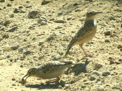 Chersomanes albofasciata arenaria