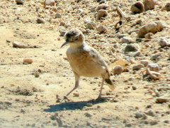 Chersomanes albofasciata arenaria