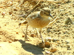 Chersomanes albofasciata arenaria
