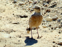 Chersomanes albofasciata arenaria