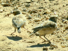 Chersomanes albofasciata arenaria