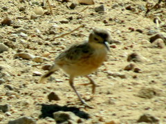 Chersomanes albofasciata arenaria