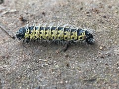 Gonimbrasia belina