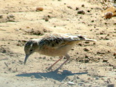 Chersomanes albofasciata arenaria