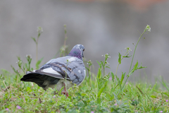 Columba livia domestica