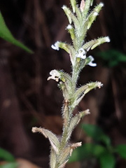 Microchilus familiaris