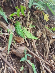 Microchilus familiaris