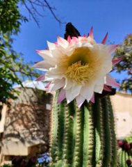 Echinopsis bridgesii