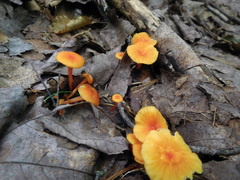 Hygrocybe minutula