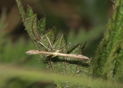 Stenoptilia bipunctidactyla