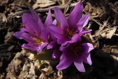 Colchicum szovitsii