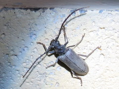 Neoplocaederus granulatus