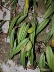 Acianthera angustifolia