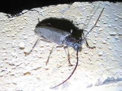 Neoplocaederus granulatus