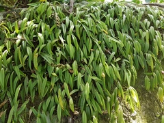 Acianthera angustifolia