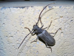 Neoplocaederus granulatus