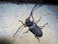 Neoplocaederus granulatus