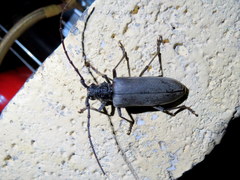 Neoplocaederus granulatus