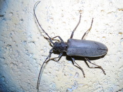 Neoplocaederus granulatus