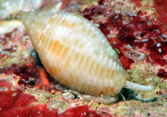 Scabricola desetangsii
