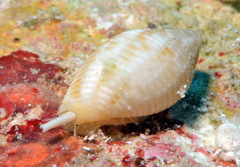 Scabricola desetangsii