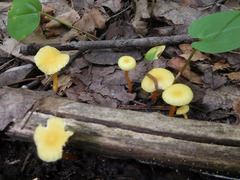 Hygrocybe parvula