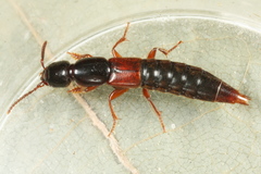 Othius punctulatus