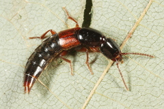 Othius punctulatus