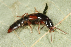 Othius punctulatus