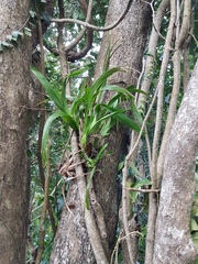 Prosthechea cochleata