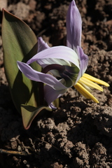 Erythronium krylovii