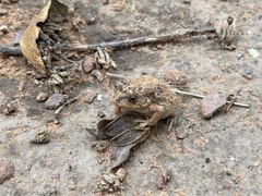Sclerophrys gutturalis