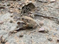 Sclerophrys gutturalis