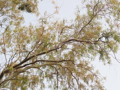 Upupa epops