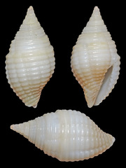 Mitra turgida
