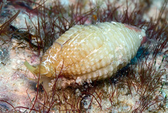 Mitra turgida