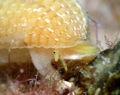 Mitra turgida