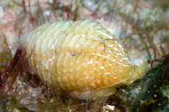 Mitra turgida