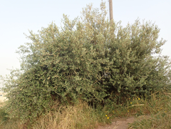 Olea europaea