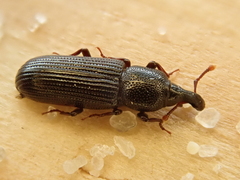 Cossonus cylindricus
