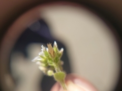 Cerastium glomeratum