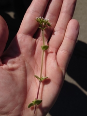Cerastium glomeratum