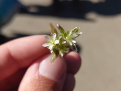 Cerastium glomeratum