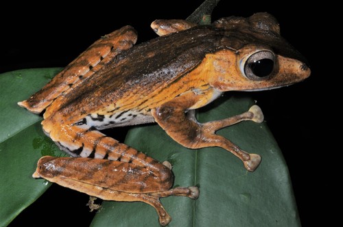 File-eared Tree Frog, Polypedates otilophus