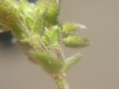 Cerastium glomeratum